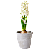 Hyacint, Hyacinthius orientalis, 7 cm potte