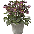 Helleborus, orientalis, 19 cm potte
