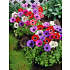 Salling blomsterløg Anemone