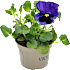 Stedmoder, Viola, 9 cm potte