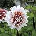 Claus Dalby Dahlia Frost Nip