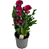 Calla Zantedeschia, 17 cm potte