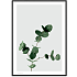 Eucalyptus - 50x70 cm