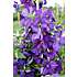 Clematis, 14 cm potte