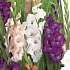 Salling blomsterløg Gladiolus Mix