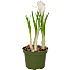 Løgplante 9 cm potte - flere varianter - assorteret