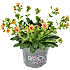 Porcelænsblomst - flere varianter - assorteret