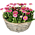 Tusindfryd, Bellis, 25 cm potte