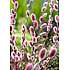 Pil Salix Mount Aso 60 cm opstammet - 19 cm potte
