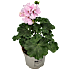 Pelargonie, 11 cm potte