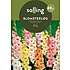 Salling blomsterløg Gladiolus Mix