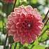 Salling blomsterløg Dahlia Orange Gril