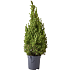 Sukkertopgran, Picea Conica, 19 cm potte