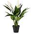 Kunstig plante - Spathiphyllum