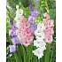 Salling blomsterløg Gladiolus