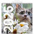 Billedkalender 2025 - katte