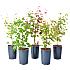 Japansk løn plante, Acer palmatum, 4 liter potte