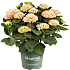 Hortensia, Hydrangea magical, 23 cm potte