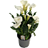 Calla Zantedeschia, 17 cm potte