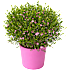 Koralrude boronia busk