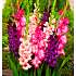 Salling blomsterløg Gladiolus