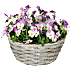Stedmoderblomster, Viola, 25 cm kurv