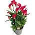 Calla Zantedeschia, 17 cm potte