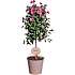 Opstammet plante - flere varianter - assorteret