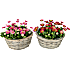 Tusindfryd, Bellis, 25 cm potte