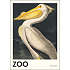 The Zoo Collection, Pelican - 30x40 cm