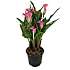 Calla Zantedeschia, 17 cm potte