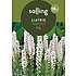 Salling blomsterløg Liatris