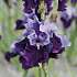 Claus Dalby Iris Germanica Bluebird Wine