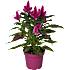 Celosia mix - 12 cm potte
