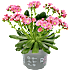 Porcelænsblomst - flere varianter - assorteret