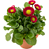 Tusindfryd, Bellis, 12 cm potte