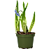 Løgplante 16 cm potte - flere varianter