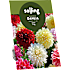Salling blomsterløg Dahlia Mix