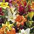 Salling blomsterløg Liljer Asiatic Mix