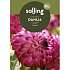 Salling blomsterløg Dahlia Little Robert