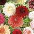 Salling blomsterløg Dahlia Mix