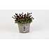 Stenbræk, Saxifraga, 12 cm potte