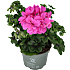 Hængepelargonie, 10,5 cm potte
