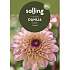 Salling blomsterløg Dahlia Yellow Jill