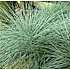 Blå bjørnegræs, Festuca glauca Intense blue, 10,5 cm potte