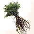Nordmannsgran 12-25 cm - træ - 25 stk. pr. bundt