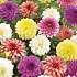 Salling blomsterløg Dahlia Mix