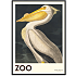The Zoo Collection Pelican - 50x70 cm