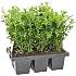 Buksbom, Buxus sempervirens, 6-pak