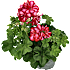 Hængepelargonie, 10,5 cm potte
